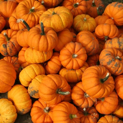 Picture of Pumpkin Jill Be Little F1